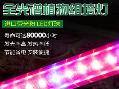 组培灯
