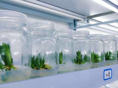 组培室,培养架